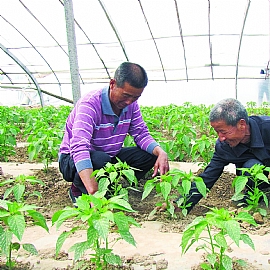 芝麻栽種,種芝麻流程大曝光